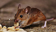 24 Hour & Emergency Exterminators in Merrillville, IN
